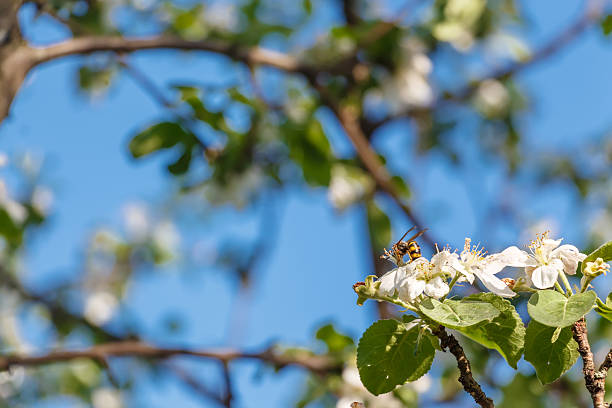 a árvore de maçã (malus domestica) com abelha. - bee apple tree flower single flower - fotografias e filmes do acervo