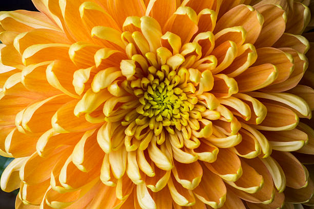 istock flowers, yellow chrysanthemum, 477118262