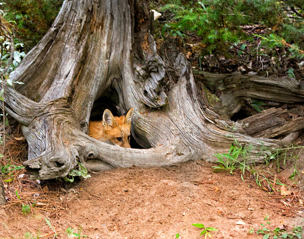 A beautiful fox in a tree. Shot with a Canon 5D Mark IV.