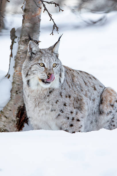 istock Lynx licking lips after eating food 477120945