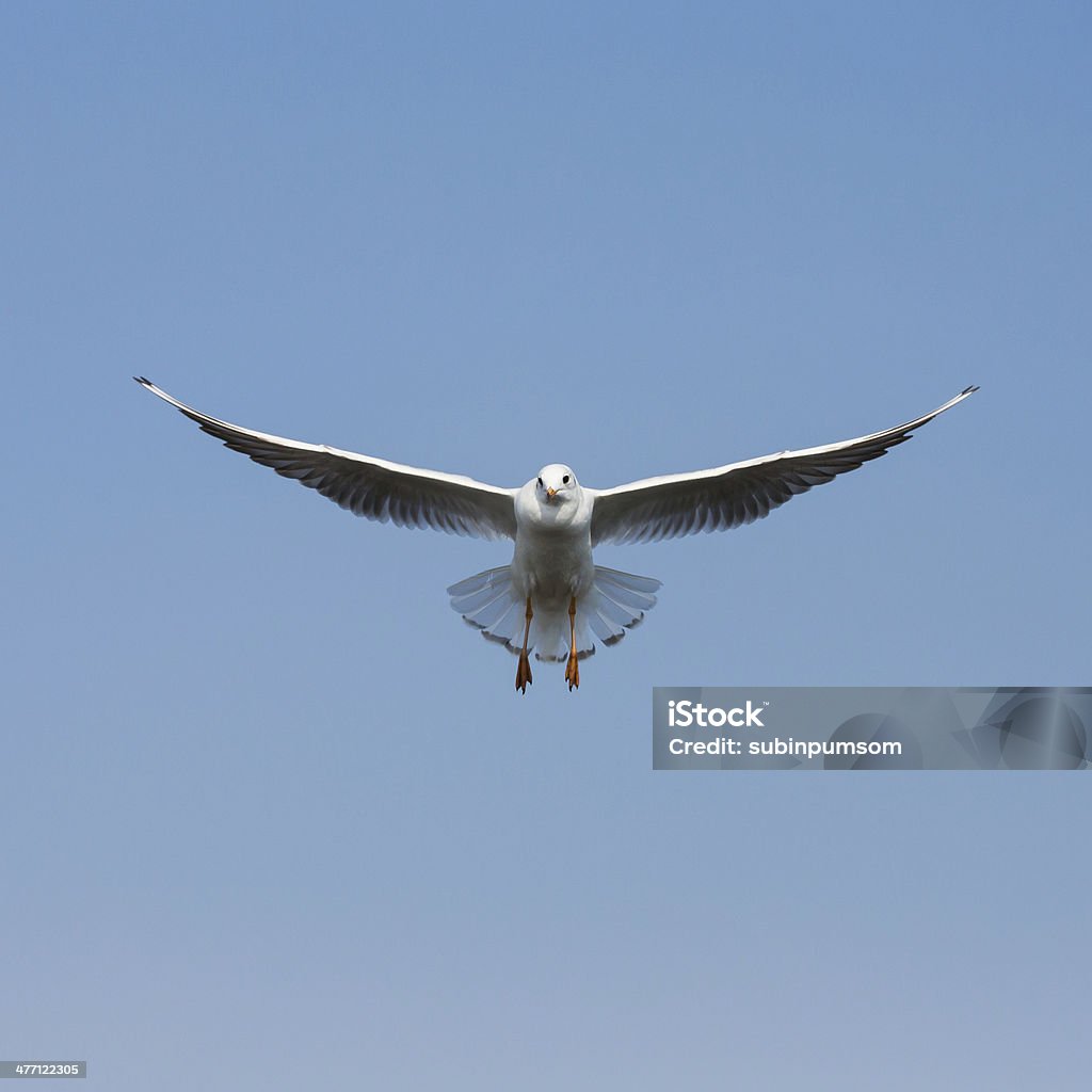 Mouettes volant en action à Bangpoo, Thaïlande - Photo de Animaux à l'état sauvage libre de droits