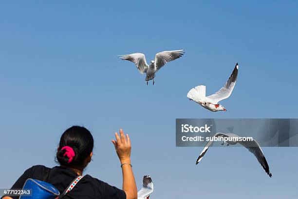 Gaviotas Volando En Acción En Bangpoo Tailandia Foto de stock y más banco de imágenes de Aire libre - Aire libre, Animal, Animales salvajes