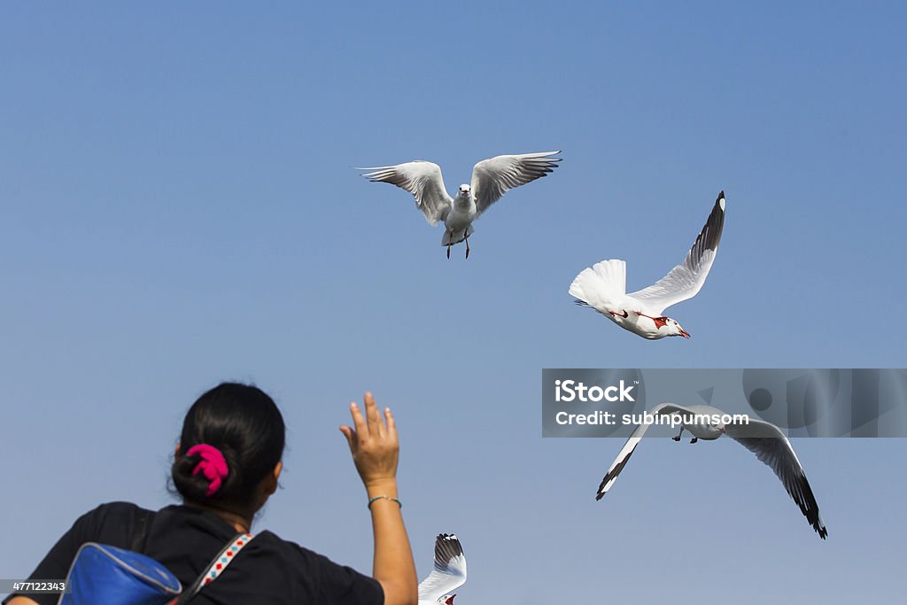 flying seagulls in action at Bangpoo Thailand Animal Stock Photo