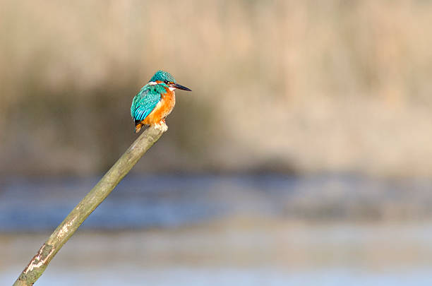 Kingfisher perch stock photo