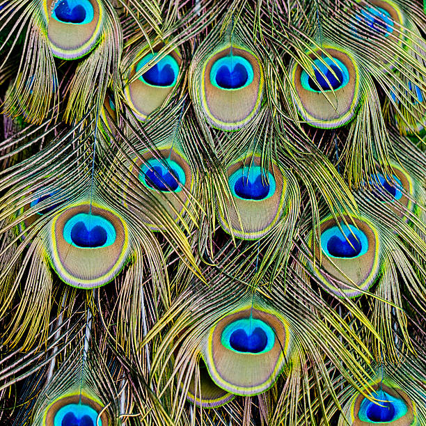 istock Peacock green and blue plumage in close up. 477123850