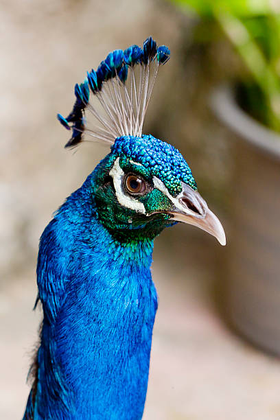 istock Close Up of beautiful Head  peacock 477125482