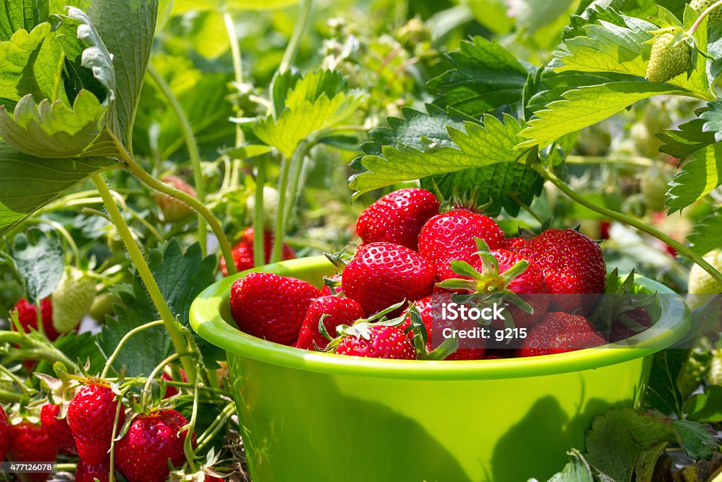 Ripe strawberries Ripe strawberries in a bowl on the field 2015 Stock Photo