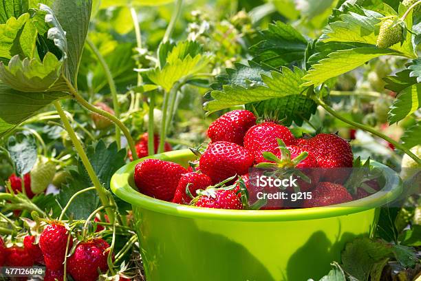 Ripe Strawberries Stock Photo - Download Image Now - 2015, Agricultural Field, Basket