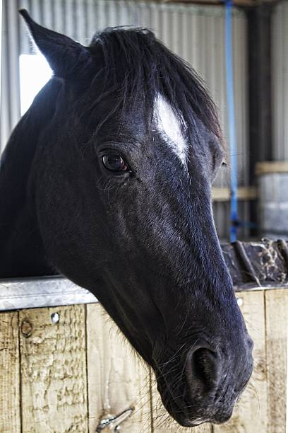 istock beautiful black horse in stable 477126392