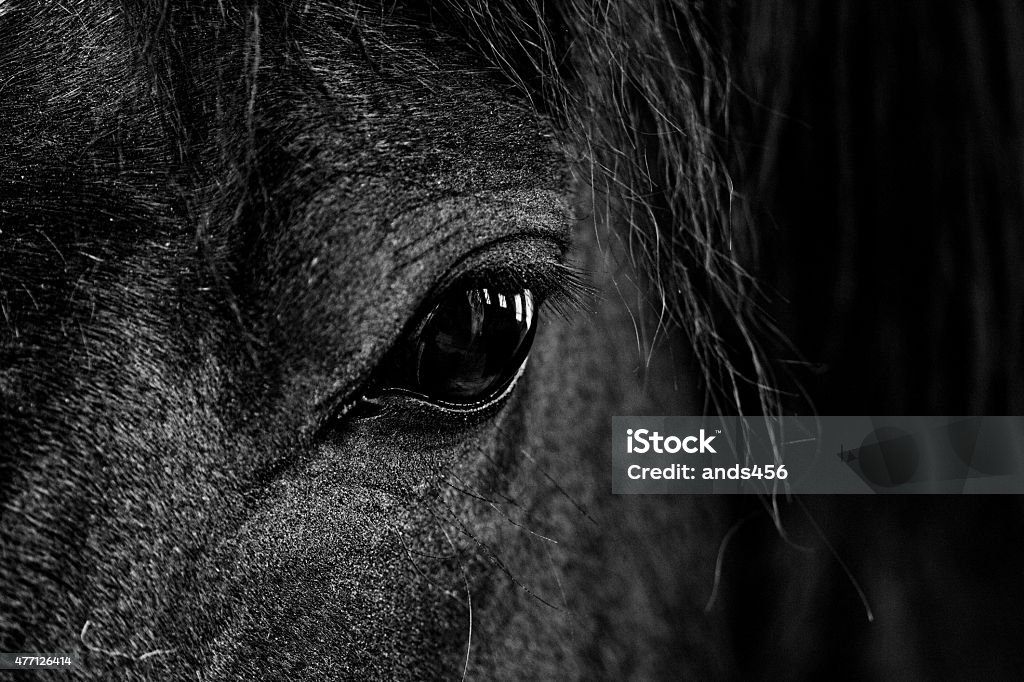 black and white close-up  image of  horse's eye Horse Stock Photo