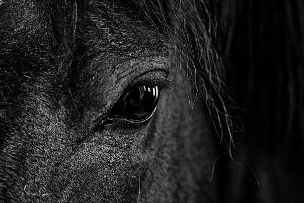black and white close-up  image of  horse's eye stock photo