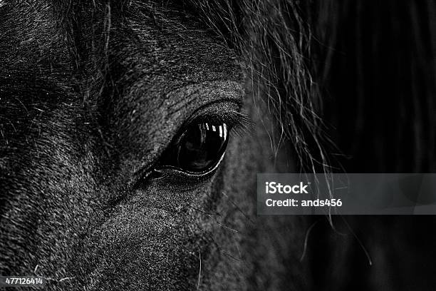 Black And White Closeup Image Of Horses Eye Stock Photo - Download Image Now - Horse, Black Color, Close-up