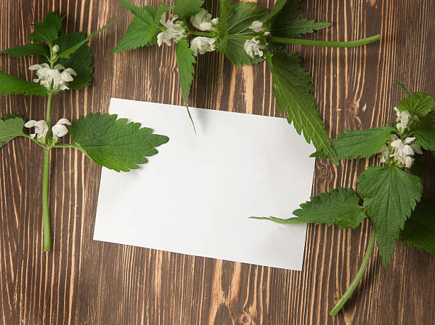 istock Close up of day-nettle and blank paper 477129392