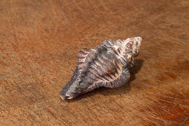 istock Sea shells on a wooden plank or dock 477129990