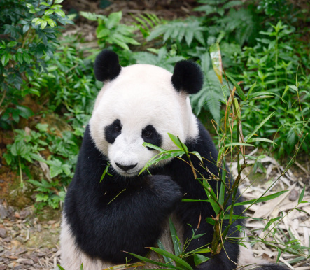 A female panda is eating bamboo.