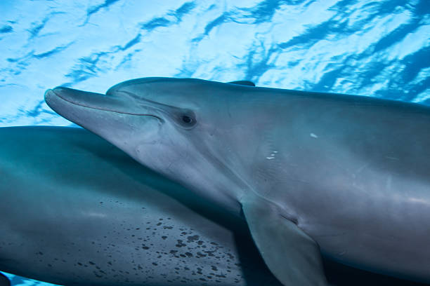 pair of bottlenose dolphin