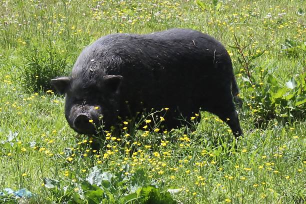 black pig head-on in meadow - hangbuikzwijn stockfoto's en -beelden