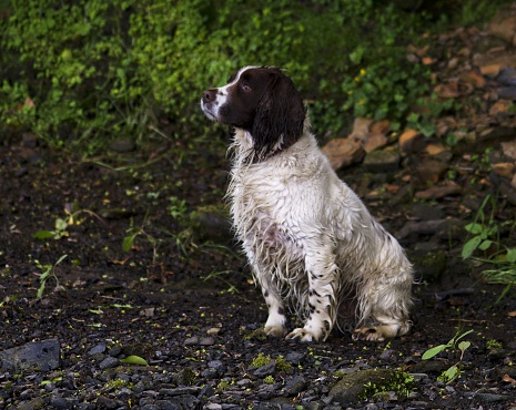 Springer Spaniel sitting