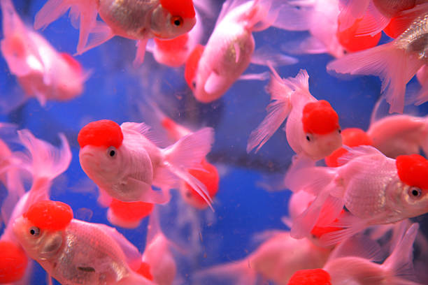 istock Golden fish swim in clear water. 477133201