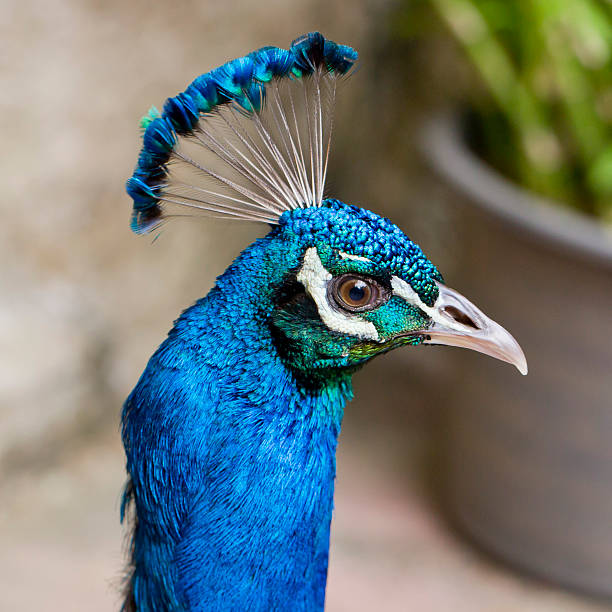 istock Close Up of beautiful Head  peacock 477134366