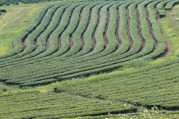 istock Green tea bud and leaves 477136956