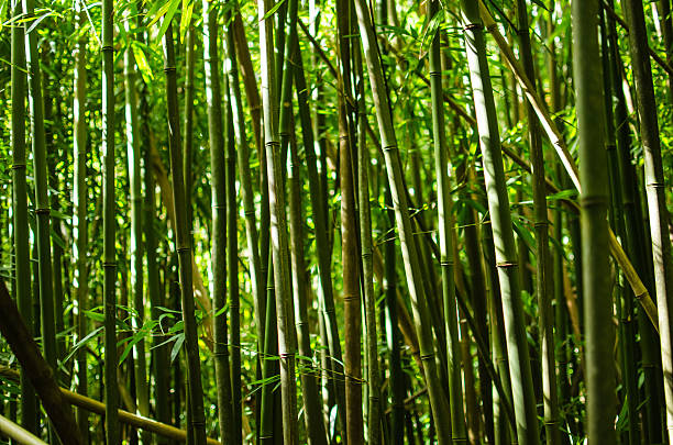 Bamboo close-up stock photo