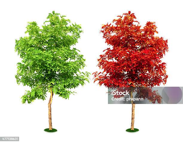 Árbol Aislado Sobre Fondo Blanco Foto de stock y más banco de imágenes de Aire libre - Aire libre, Aislado, Ajardinado