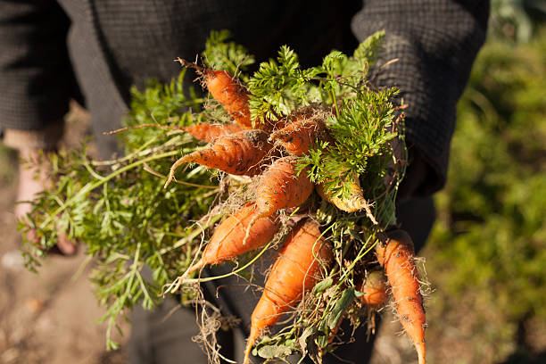 Fresh carrots orchard stock photo