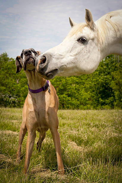 árabe cavalo branco afocinhando cão dinamarquês - rubbing noses - fotografias e filmes do acervo