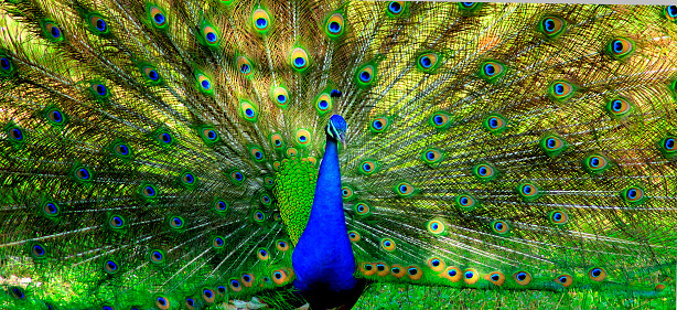 close-up of the head of a peacock