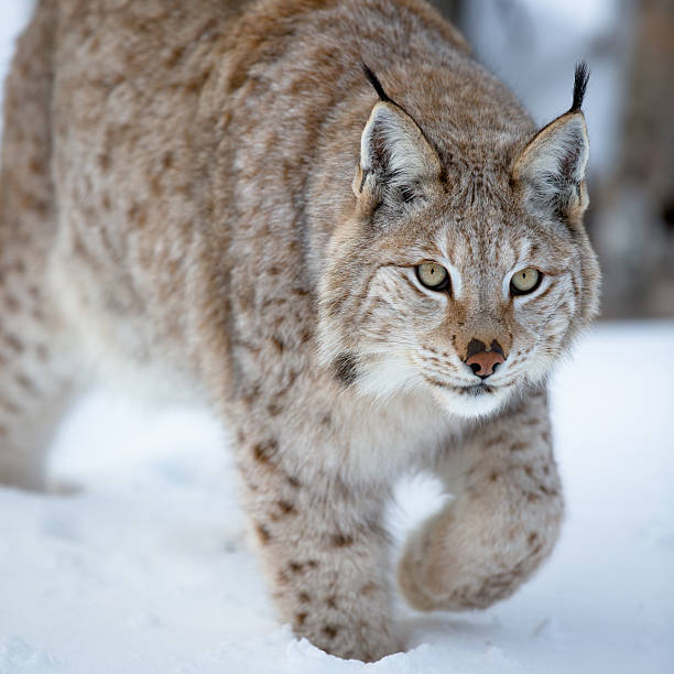 istock Close up of a lynx sneaking 477141081
