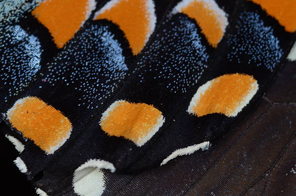 istock Swallowtail butterfly wing scales closeup 477141116