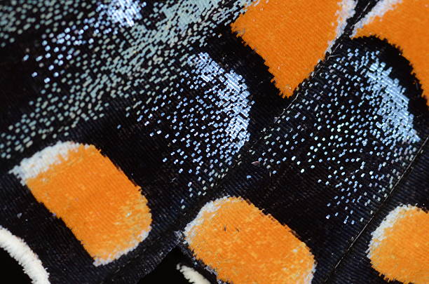 istock Close up of swallowtail butterfly wing 477141120