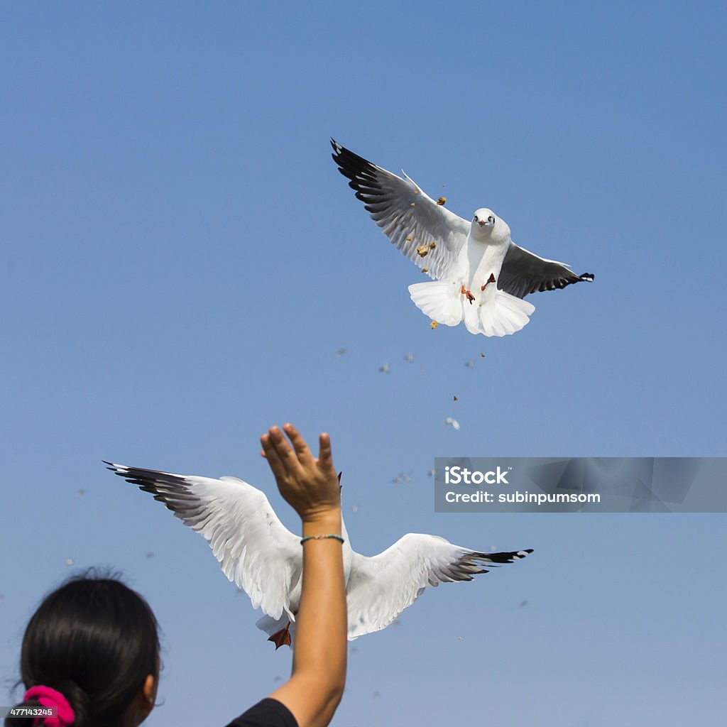 Fliegenden Möwen in Aktion in Bangpoo Thailand - Lizenzfrei Anmut Stock-Foto
