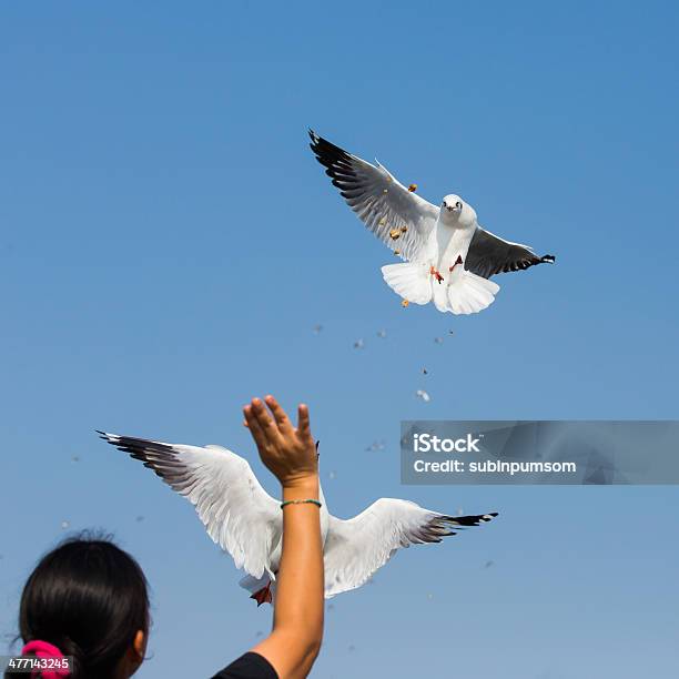 Fliegenden Möwen In Aktion In Bangpoo Thailand Stockfoto und mehr Bilder von Anmut - Anmut, Blau, Fotografie