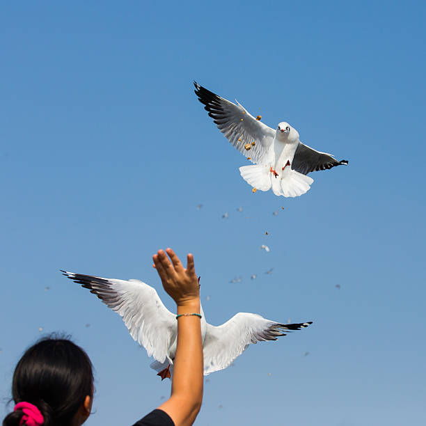 istock flying seagulls in action at Bangpoo Thailand 477143245