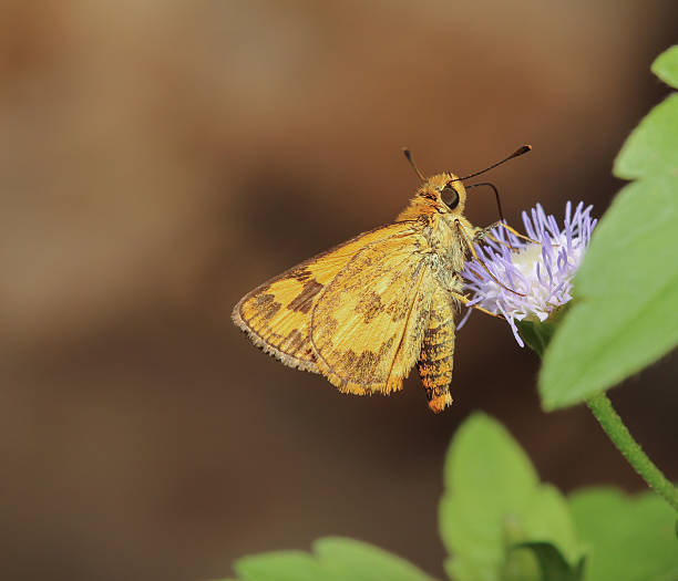 istock Veined Grass Dart Butterfly 477144646