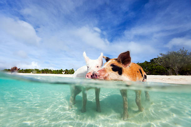 Swimming pigs of Exuma Swimming pigs of the Bahamas in the Out Islands of the Exuma bahamas photos stock pictures, royalty-free photos & images
