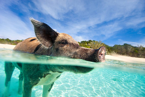 istock Swimming pig on Exuma island 477144981