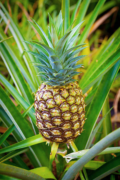 istock Pineapple Fruit Growing in the plantation Field 477145578