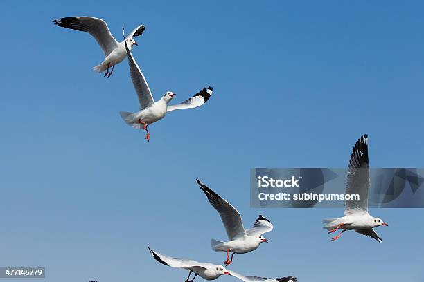 Flying Seagulls In Action At Bangpoo Thailand Stock Photo - Download Image Now - Animal, Animal Wildlife, Animals In The Wild