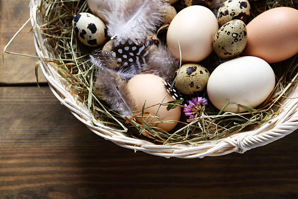 istock fresh eggs and feathers in the hay 477148780