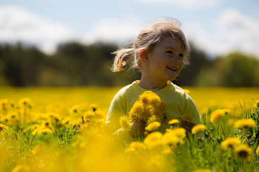 Little girl sits on dandelion field. She is happy