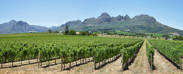 istock Vineyards landscape near Franschhoek 477149762