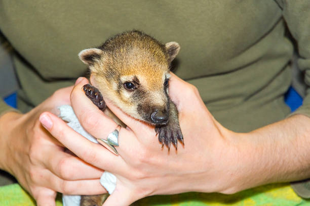 istock South American coati (Nasua nasua) baby 477150000