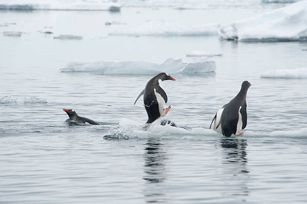 istock Gentoo Penguin in Ocean 477150380