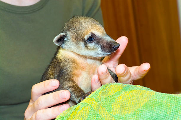 istock South American coati (Nasua nasua) baby 477150448