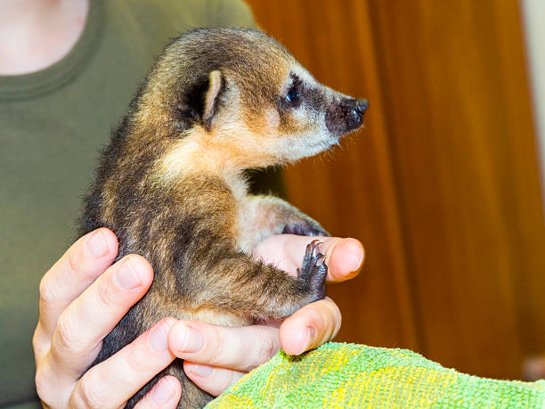 istock South American coati (Nasua nasua) baby 477150450