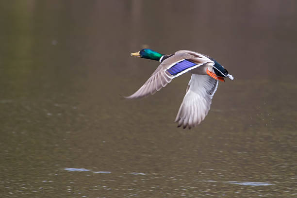 istock Male Mallard in flight soft focus 477150977