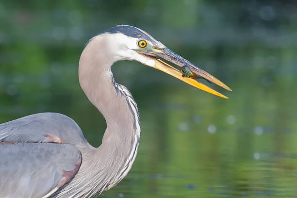istock Great Blue Heron Fishing in soft focus 477151635